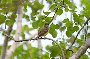 033 Flycatcher, Great Crested, 2023-05150826 Parker river NWR, MA